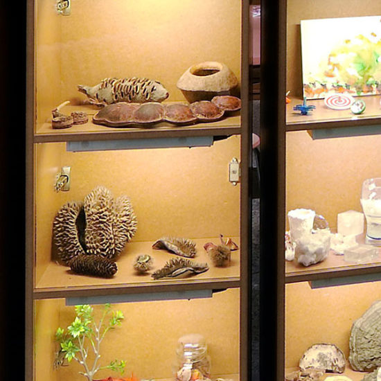 Naturkundemuseum – Raum der Fossilien